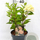 Hydrangea pan. 'Silver Dollar' 40-50 cm 3,0L