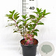 Hydrangea pan. Vanille-Fraise 30-40 cm 3,0L