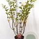 Hydrangea pan. Vanille-Fraise 40-60 cm 5,0L