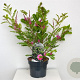 Indigofera heterantha 30-40 cm 3,0L