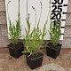 Lavandula ang. 'Dwarf Blue' plantgoed P9