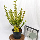 Ligustrum oval. 'Aureum' 30-40 cm 3,0L