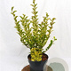 Ligustrum oval. 'Aureum' 30-40 cm 3,0L