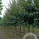 Malus 'Herkenrode' 14-16 HO draadkluit