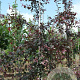 Malus toringo 'Freja' 8-10 HO draadkluit