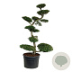 Nothofagus antarctica 225-250 cm cont. 230L bonsai