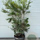Osmanthus burkwoodii 125-150 cm 40L struik