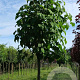 Paulownia tomentosa 35-40 HO draadkluit