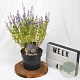 Perovskia atripl. 'Prime Time' 40-50 cm 3,0L