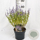Perovskia atripl. 'Prime Time' 40-50 cm 3,0L