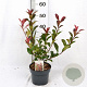 Photinia fraseri 'Mandarino' 40-50 cm 3,0L