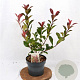 Photinia fraseri 'Mandarino' 40-50 cm 3,0L