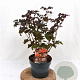 Physocarpus opulif. Lady in Red 30-50 cm 3,0L