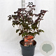 Physocarpus opulif. Lady in Red 30-50 cm 3,0L