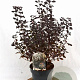 Physocarpus opulif. Little Joker 30-50 cm 3,0L
