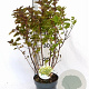 Physocarpus op. Little Leena 30-40 cm 3,0L