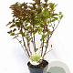 Physocarpus op. Little Leena 30-40 cm 3,0L