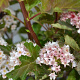 Physocarpus op. Little Leena 30-40 cm 3,0L