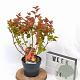 Physocarpus opulif. Magic Ball 40-50 cm 3,0L