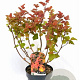 Physocarpus opulif. Magic Ball 40-50 cm 3,0L