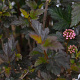 Physocarpus opulif. Tiny Wine 30-50 cm 3,0L