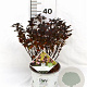 Physocarpus opulif. Tiny Wine 30-50 cm 3,0L