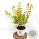 Physocarpus opulif. Tiny Wine Gold 30-50 cm 3,0L