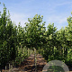 Platanus hisp. 'Huissen' 12-14 HO draadkluit