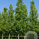 Platanus hisp. 'Huissen' 14-16 HO draadkluit