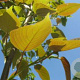 Populus szechuanica 175-200 cm 5,0L