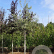Pyrus elaeagnifolia 'Silver Sails' 14-16 HO draadkluit