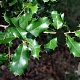 Quercus coccifera 125-150 cm 5,0L