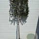 Quercus ilex 10-12 HO container 170 cm stam