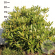 Rhododendron 'Catawb. Grandiflorum' 60-80 cm met kluit