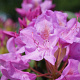 Rhododendron 'English Roseum' 150-175 cm draadkluit struik