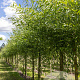 Salix vitellina 16-18 HO draadkluit geknot