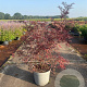 Sambucus nigra Black Lace 80-100 cm 15L