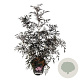 Sambucus nigra Black Lace 80-100 cm 15L