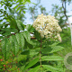 Sorbus commixta 'Serotina' 175-200 cm 5,0L