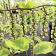 Stachyurus chin. 'Joy Forever' 100-125 cm 15L struik