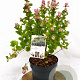Symphoricarpos d. Symphony Rave 30-40 cm 3,0L
