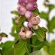 Symphoricarpos d. Symphony Rave 30-40 cm 3,0L