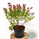 Symphoricarpos d. Symphony Rumble 30-40 cm 3,0L