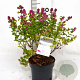 Symphoricarpos d. Symphony Rumble 30-40 cm 3,0L