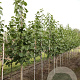 Tilia americana 'American Sentry' 8-10 HO draadkluit