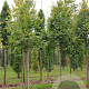 Tilia kiusiana 100-125 cm 5,0L