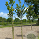 Tilia plat. 'Rubra' 25-30 HO draadkluit 250 cm stam