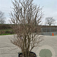 Viburnum opulus 190-200 cm container solitair