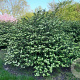 Viburnum plic. 'Grandiflorum' 200-250 cm draadkluit struik