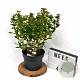 Viburnum tinus 40-60 cm 5,0L